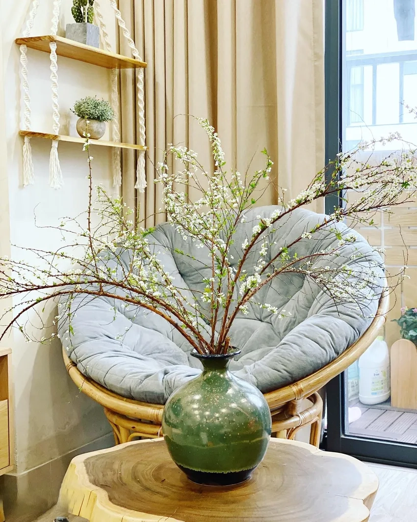 Hoa tuyết mai bền lâu, giữ màu trắng muốt cả tuần