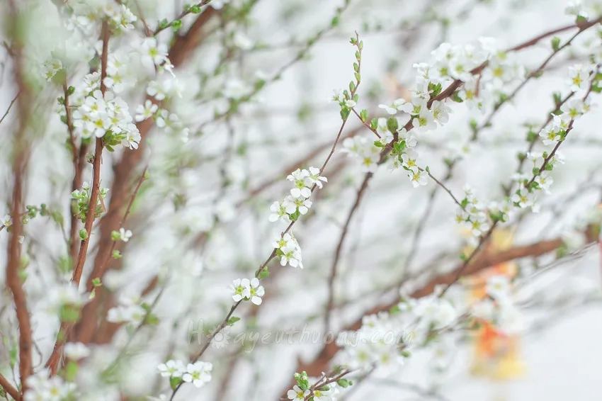 Hoa tuyết mai cắm bình nổi bật giữa phòng khách