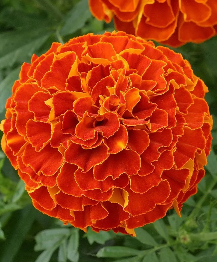 Ngắm Hoa Vạn Thọ tết rực rỡ đón năm mới