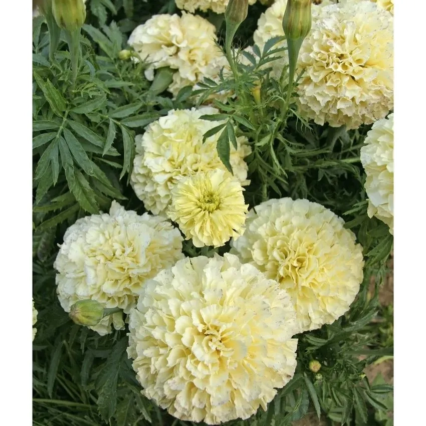 Vườn Hoa Vạn Thọ cảnh đầy sắc vàng và đỏ