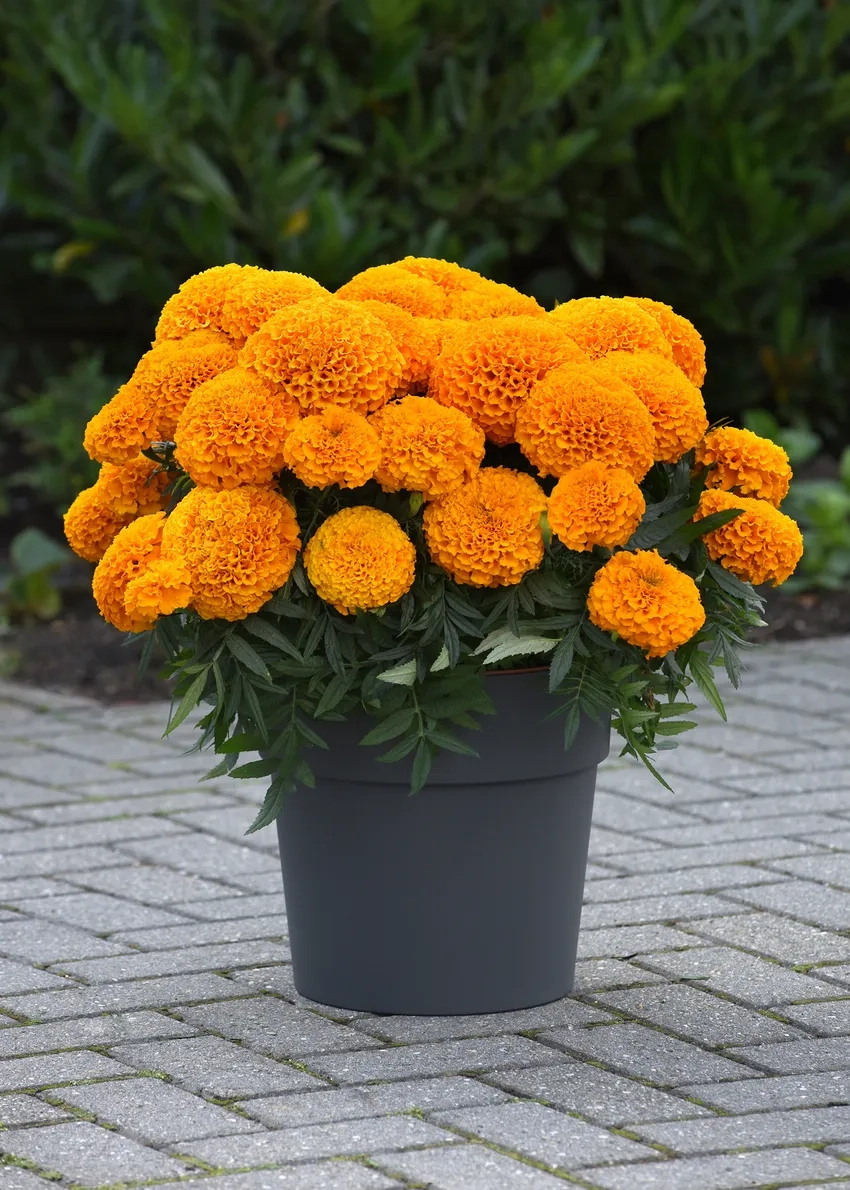 Chụp ngay Hoa Vạn Thọ đẹp lung linh trong nắng