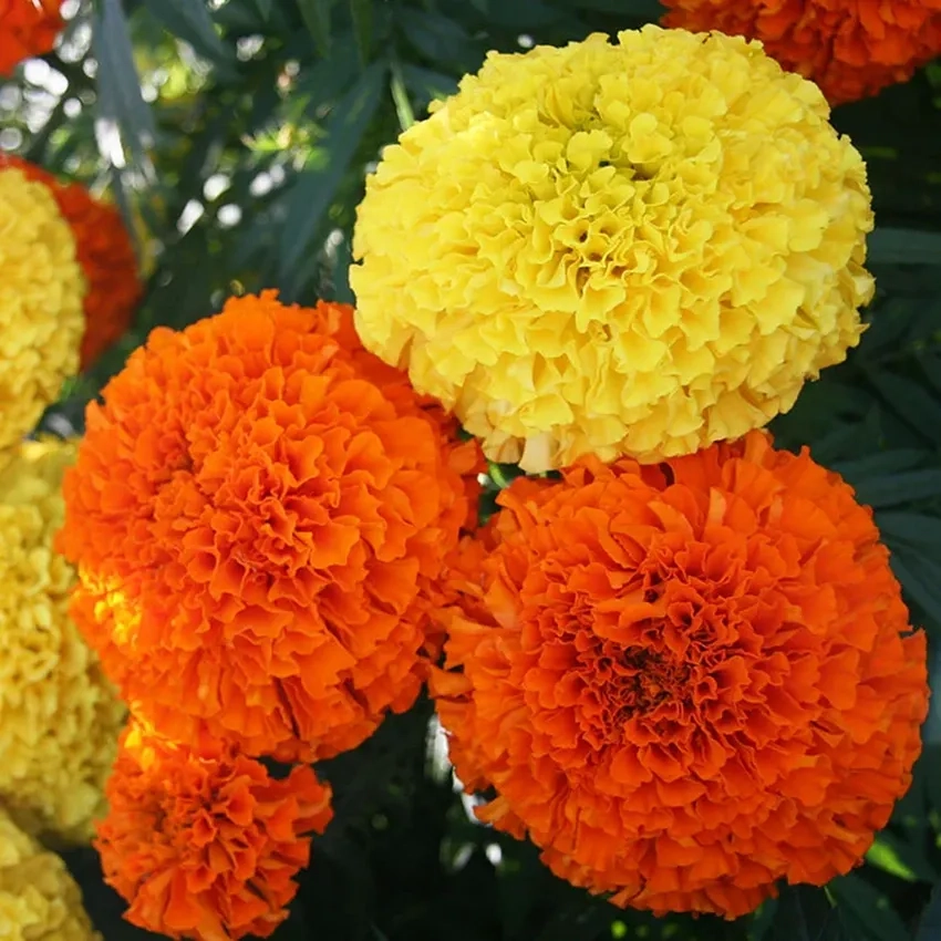 Hoa Vạn Thọ đỏ nổi bật trang trí ngày lễ