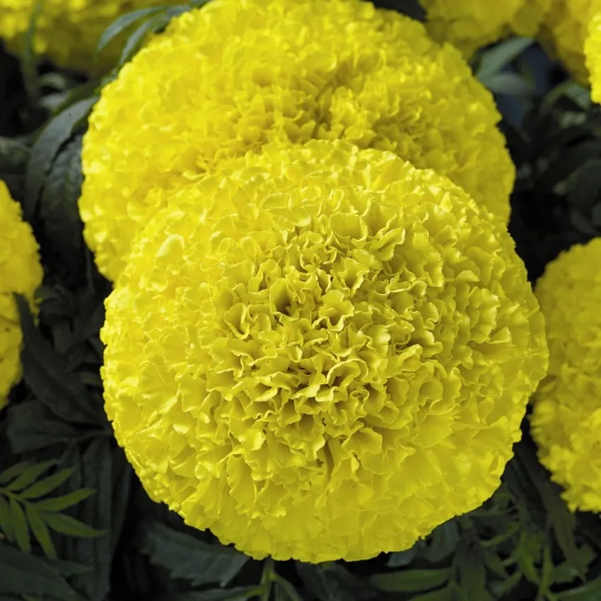 Hoa Vạn Thọ mini xinh xắn dễ trồng tại nhà