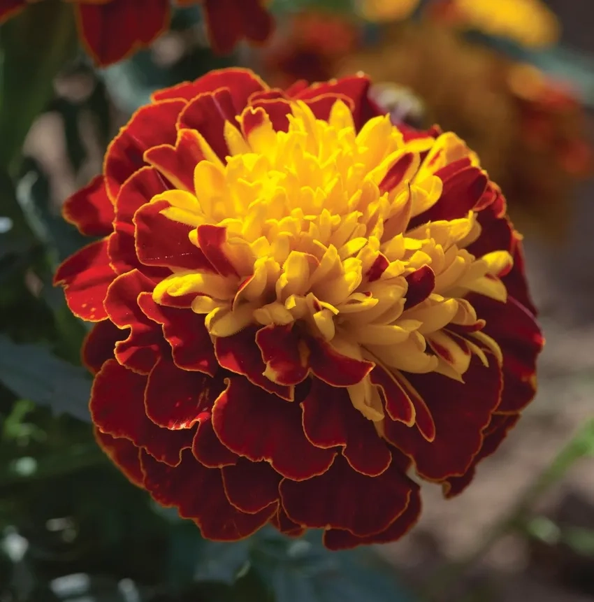 Hoa Vạn Thọ siêu lùn phù hợp chậu nhỏ