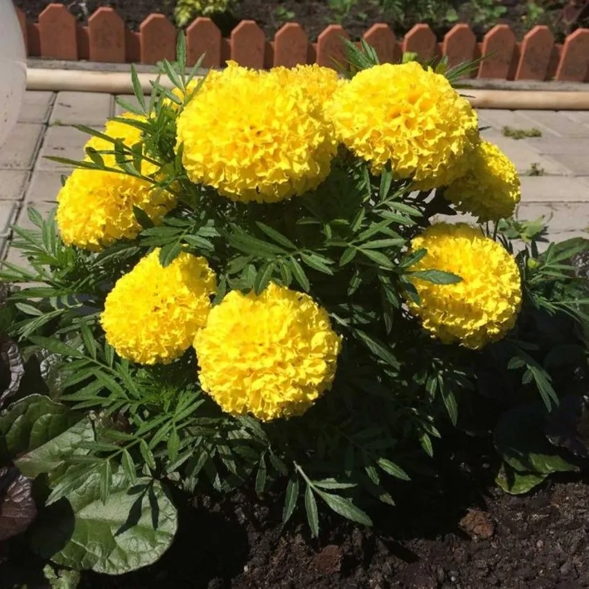 Thưởng thức Hoa Vạn Thọ bonsai tinh tế độc đáo