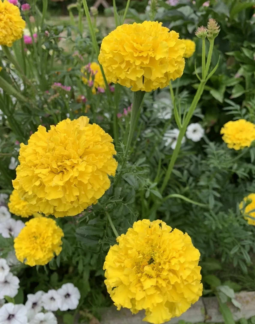 Hoa Vạn Thọ công trình tạo điểm nhấn cho sân vườn