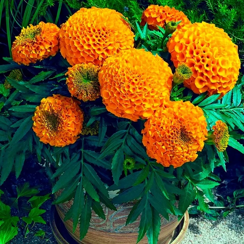 Hoa Vạn Thọ phong thủy mang may mắn và tài lộc