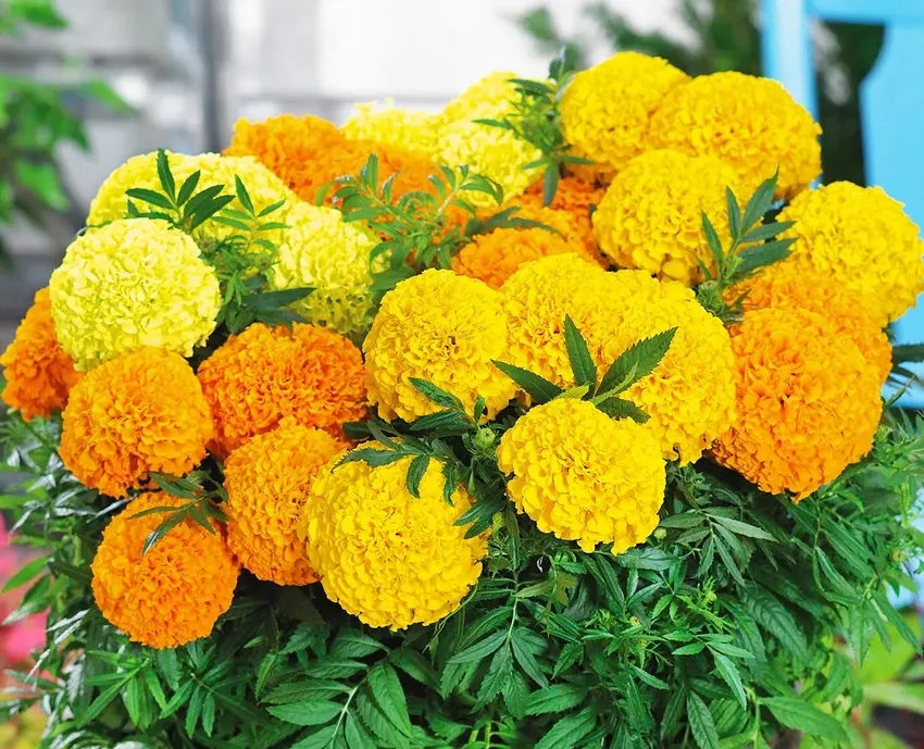 Mua Hoa Vạn Thọ giá rẻ vẫn đảm bảo chất lượng