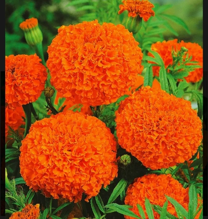 Hoa Vạn Thọ kiểng trang trí nhà cửa thêm sinh động