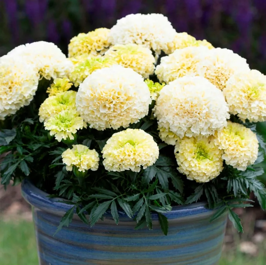 Hoa Vạn Thọ truyền thống luôn được yêu thích mỗi Tết