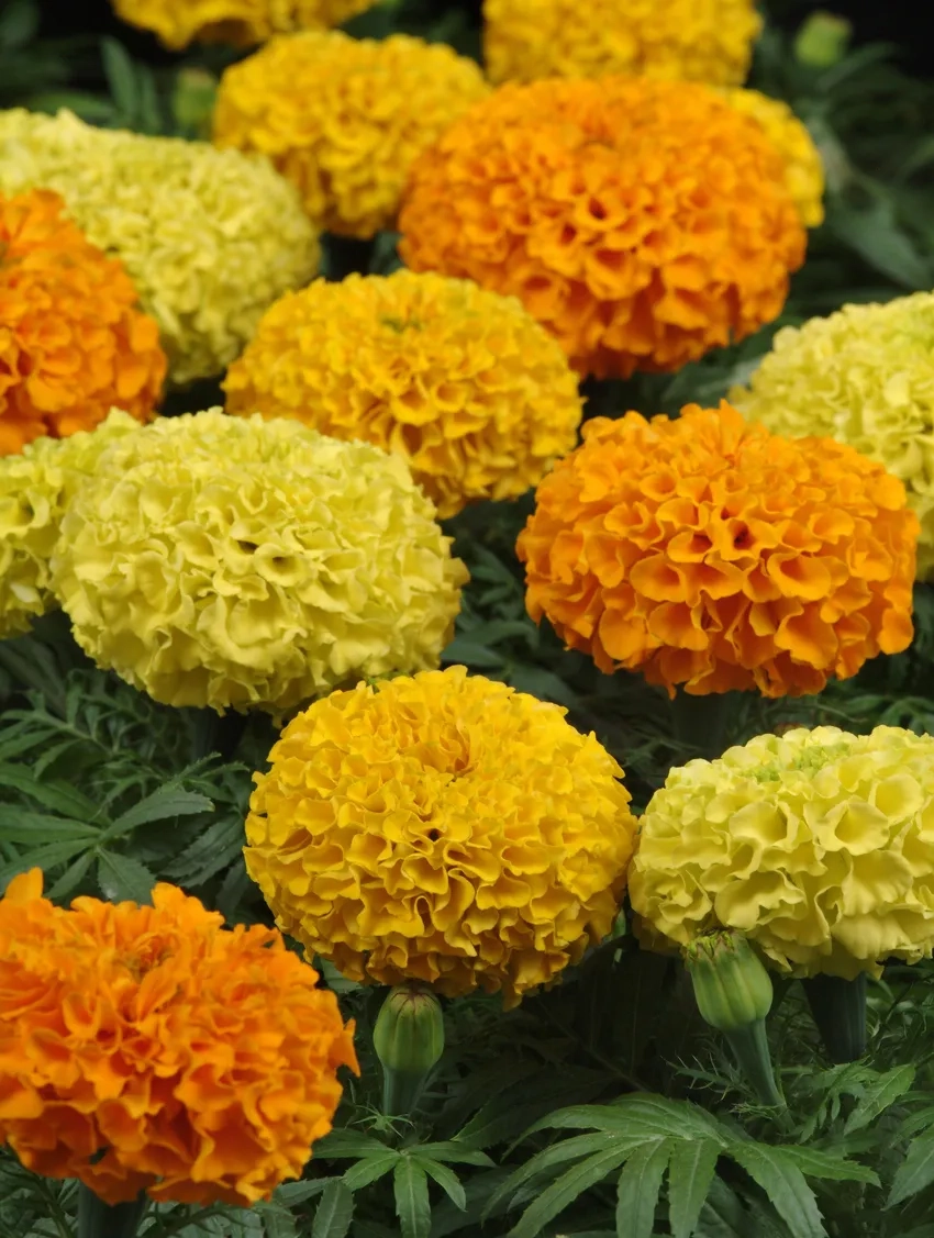 Hoa Vạn Thọ miền Nam rực rỡ quanh năm