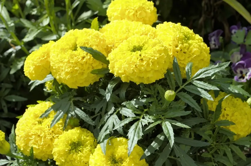 Hoa Vạn Thọ miền Trung khoe sắc dưới nắng hè