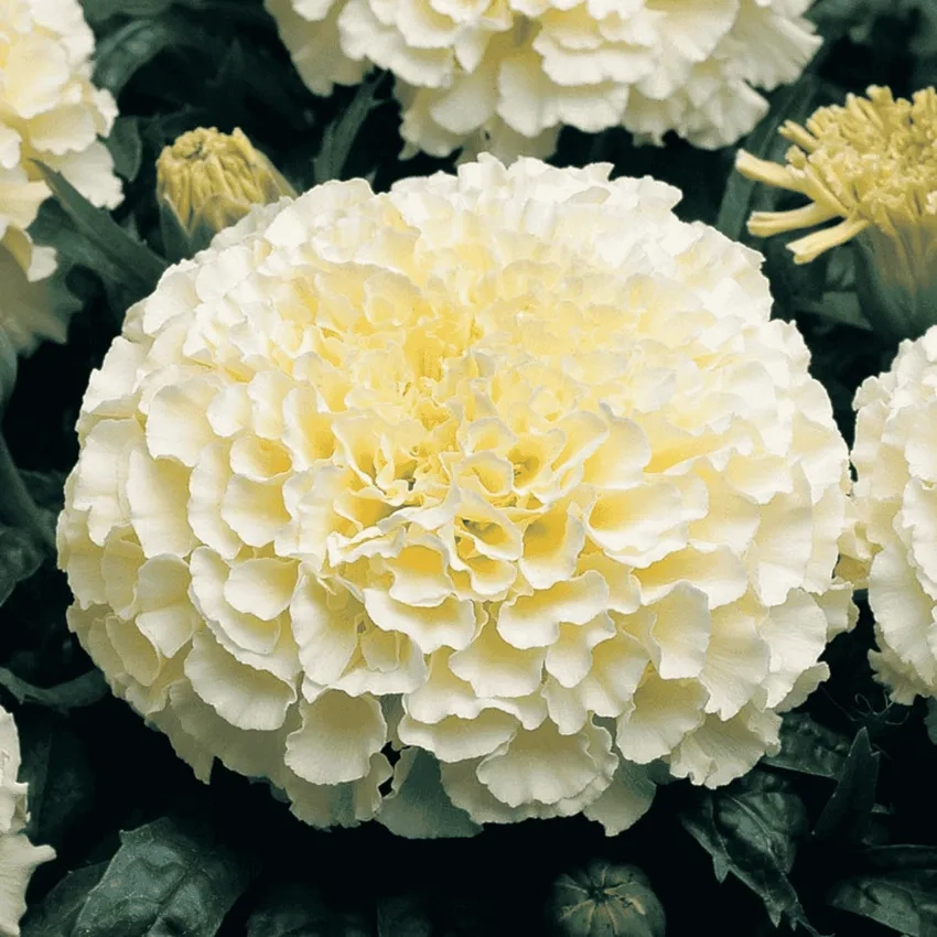 Hoa Vạn Thọ trang trí nhà cửa thêm phần tươi mới