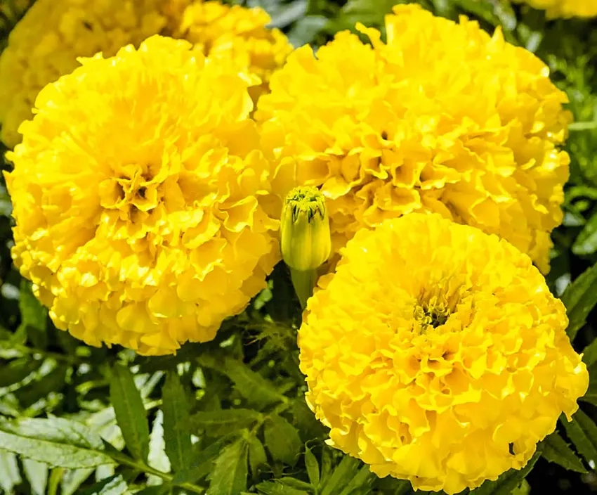 Hoa Vạn Thọ dịp lễ rực rỡ làm quà ý nghĩa