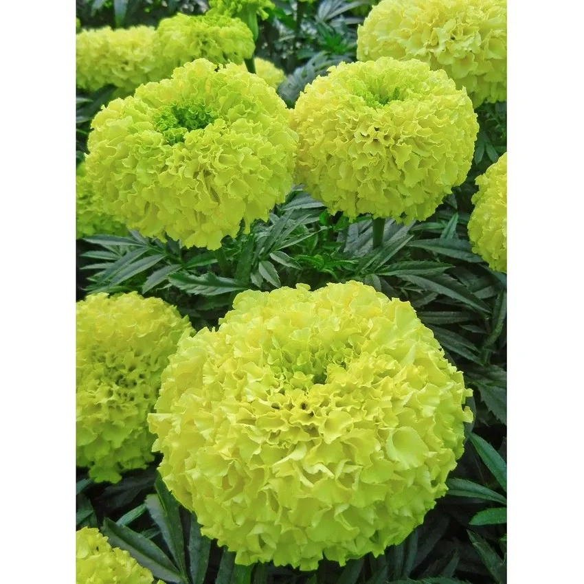 Hoa Vạn Thọ ý nghĩa mang đến niềm vui sum vầy