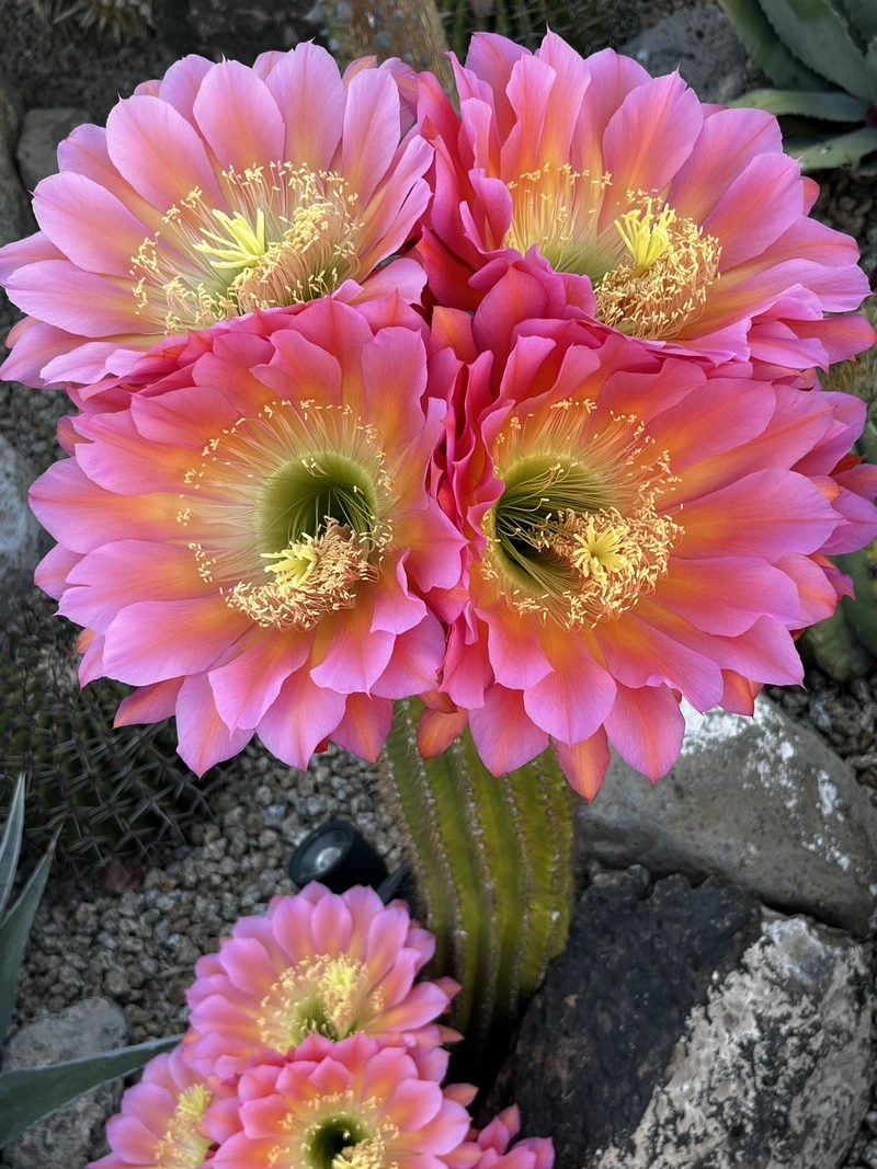 Ý nghĩa của hoa xương rồng