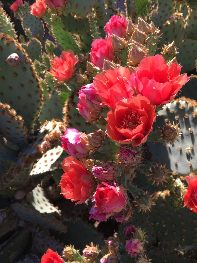 Khám phá vẻ cuốn hút trong hình ảnh hoa xương rồng