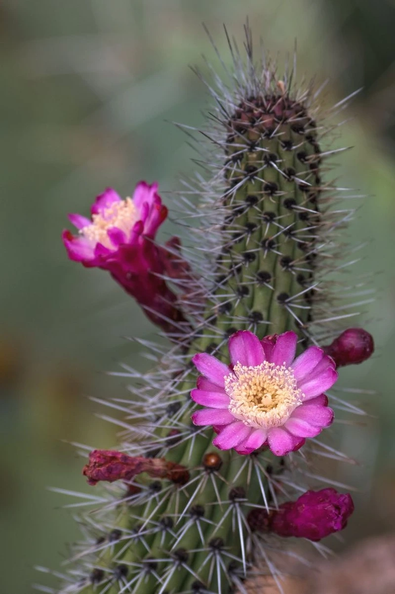 Tạo điểm nhấn ảnh nhờ hoa xương rồng background