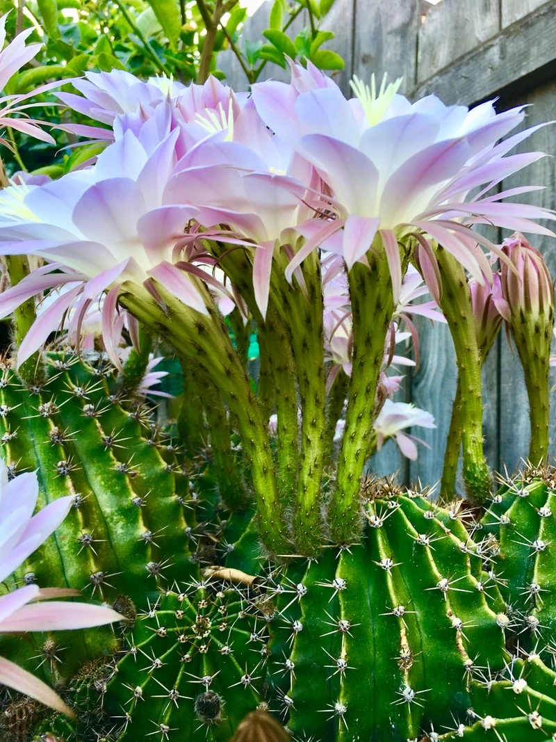 Tô điểm sân vườn bằng hoa xương rồng sân vườn