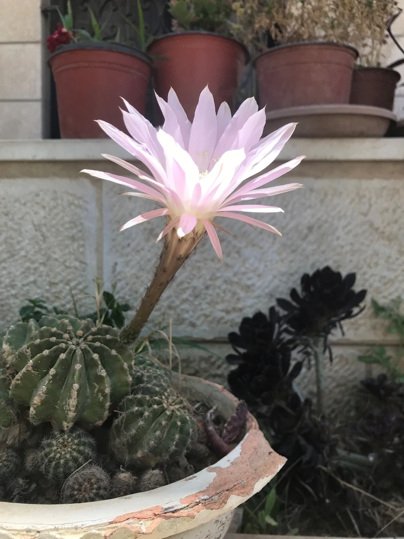 Góc trang trí nổi bật với hoa xương rồng cắm chậu