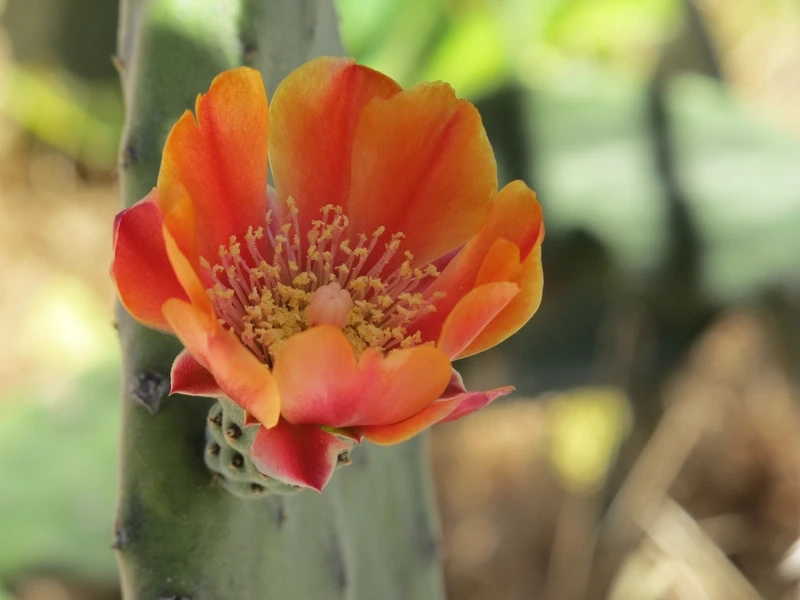 Sự quý hiếm nổi bật của hoa xương rồng hiếm