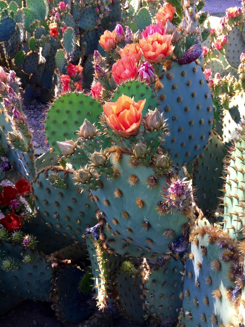 Sức sống bền bỉ của hoa xương rồng lá