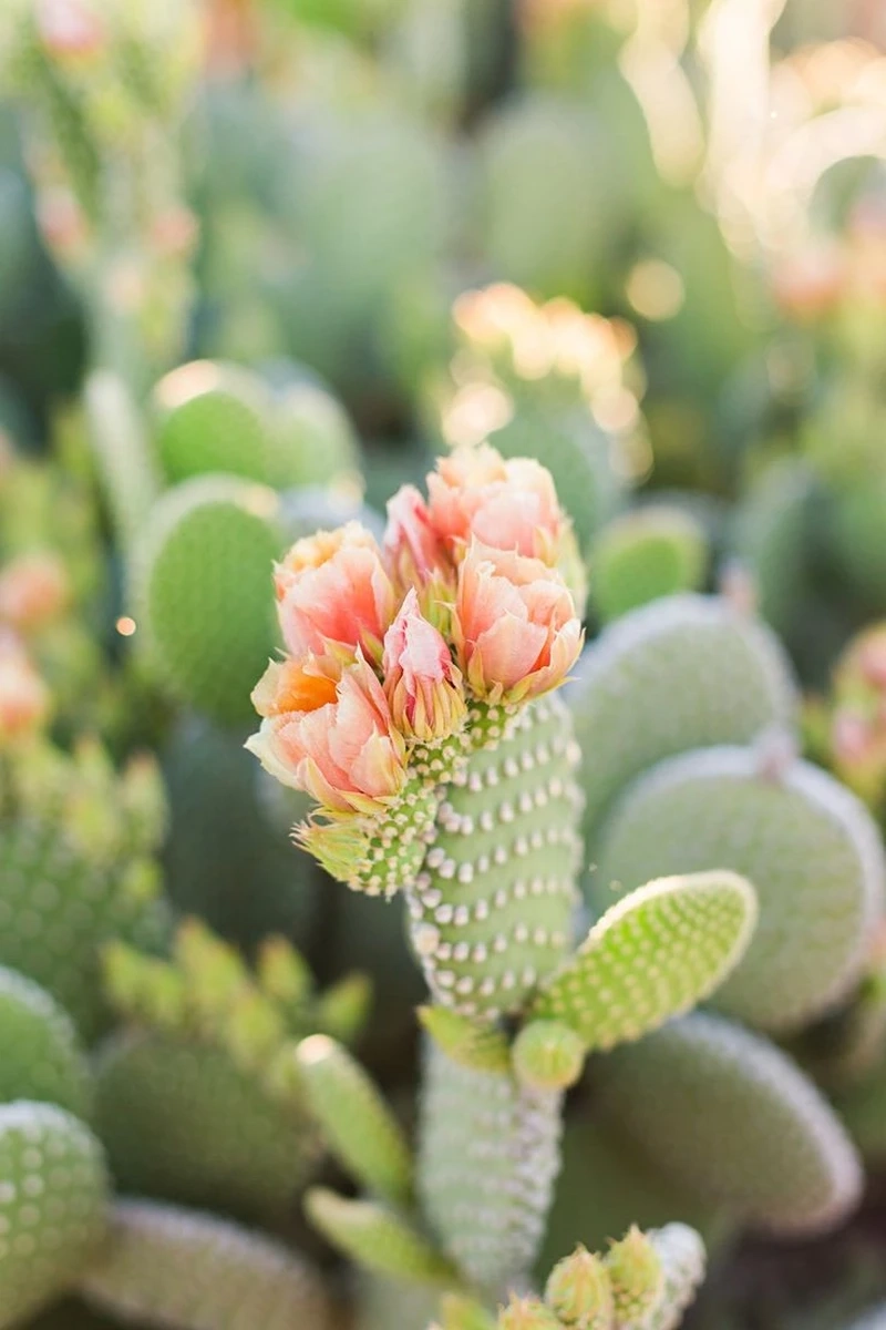 Vẻ hoang dã đặc trưng của hoa xương rồng hoang mạc