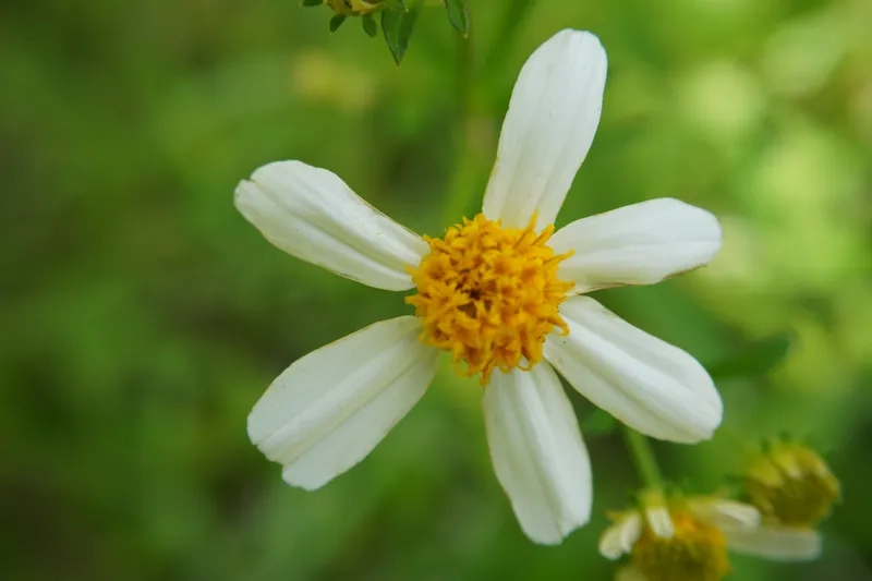 Chiêm ngưỡng hoa xuyến chi đẹp giản dị