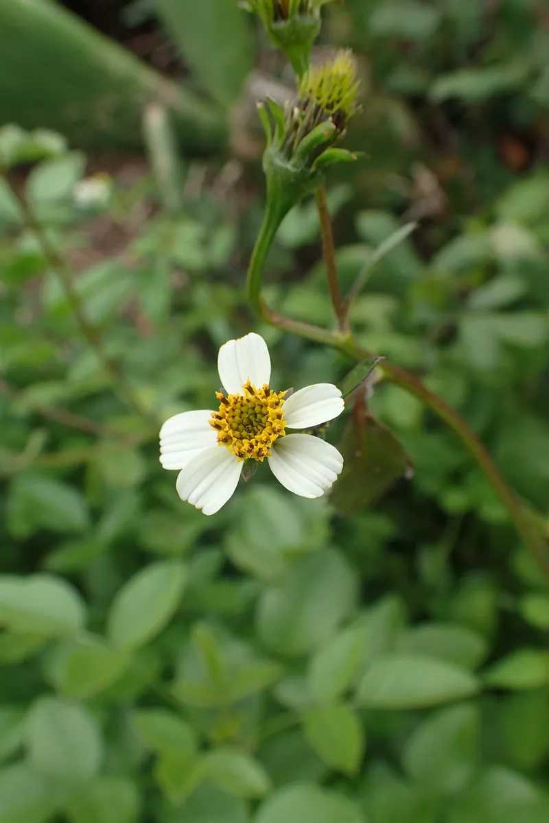 Ý tưởng hình xăm hoa xuyến chi độc đáo