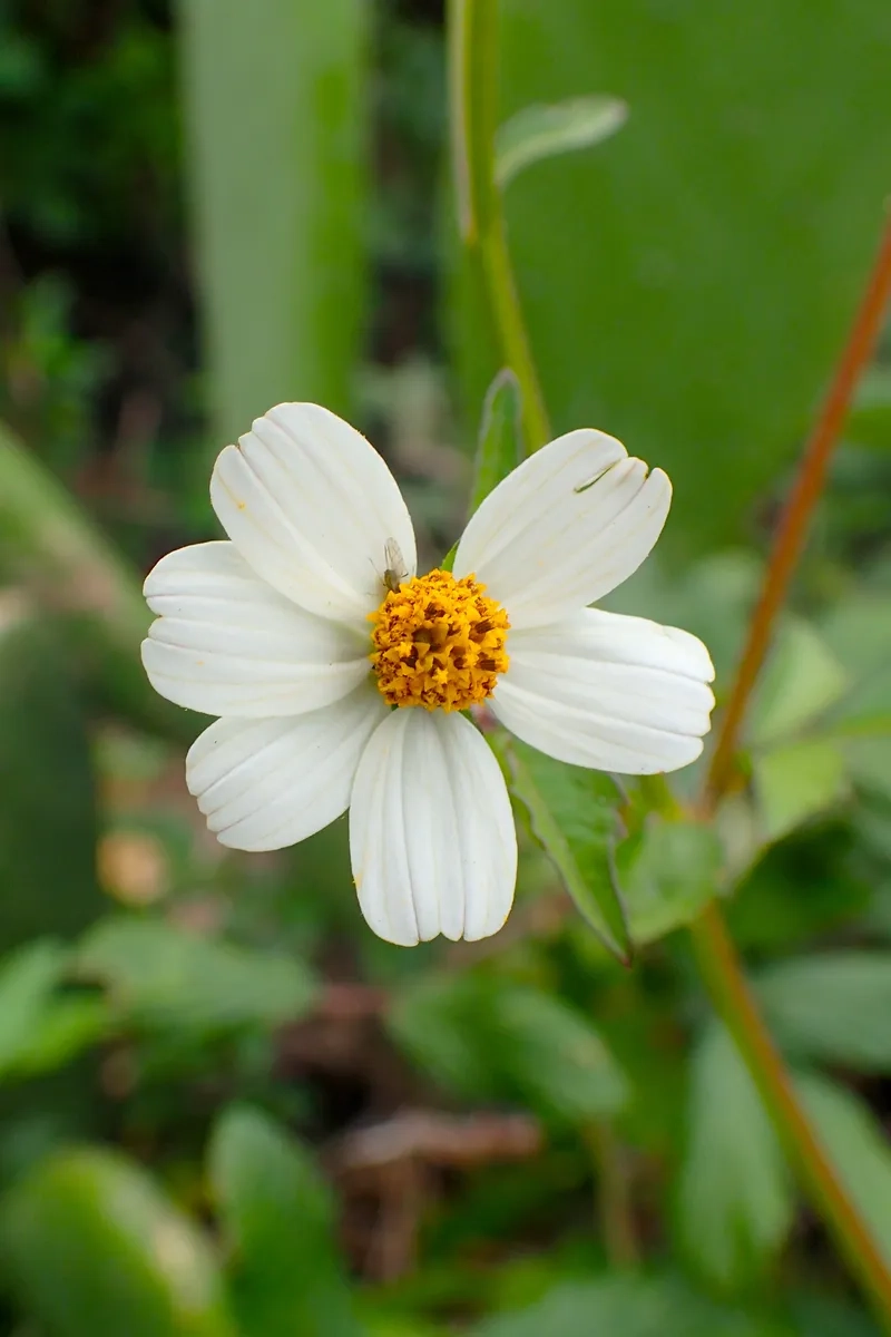 Vẻ đẹp hoa xuyến chi trắng đen huyền bí