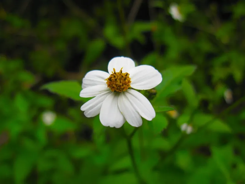 Hoa xuyến chi hoang dã đầy sức sống