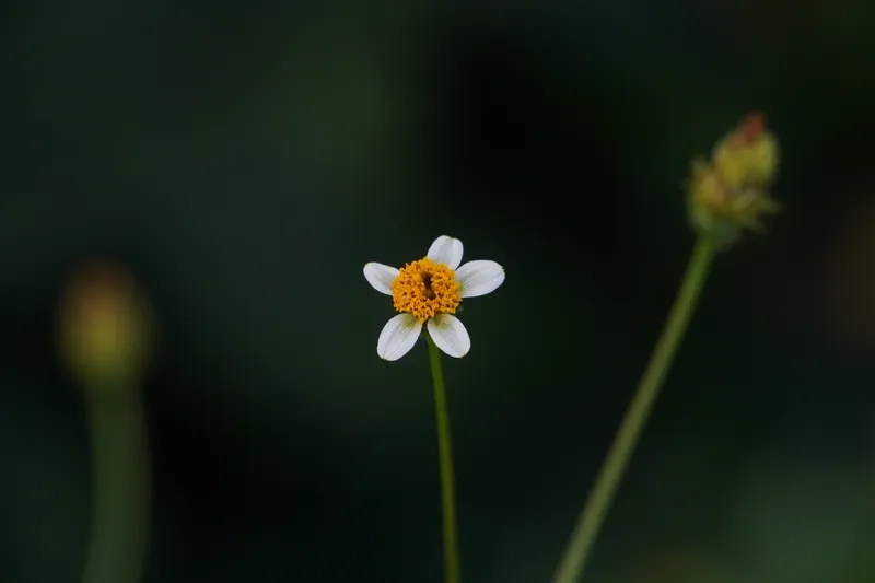 Tải ảnh hoa xuyến chi miễn phí về máy