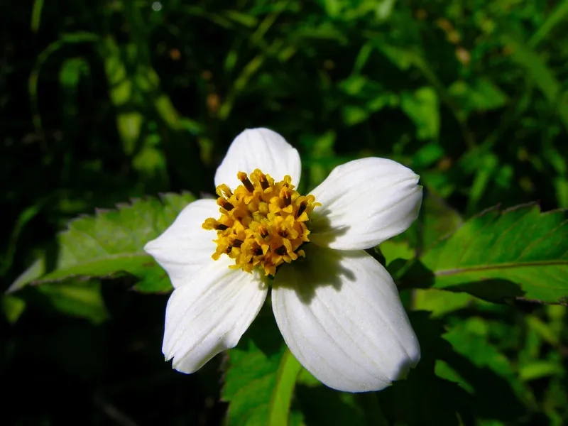 Khám phá bộ sưu tập hoa xuyến chi