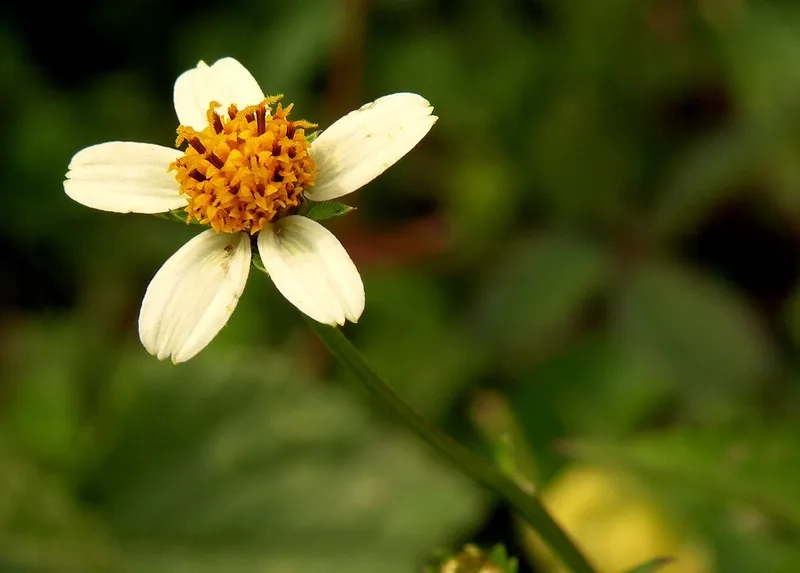 Đừng bỏ lỡ kho hoa xuyến chi đẹp này nha