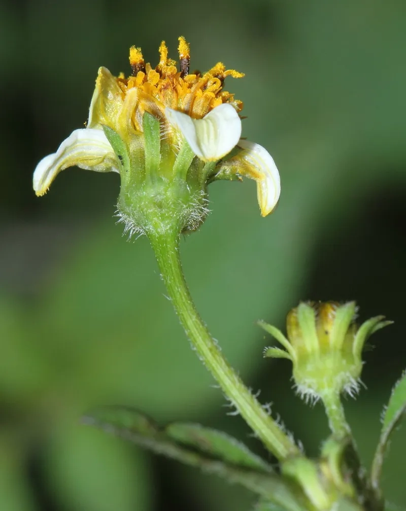 Cùng nhau xem hoa xuyến chi nở rộ