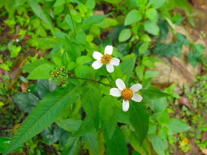 Ảnh hoa xuyến chi nghệ thuật cuốn hút