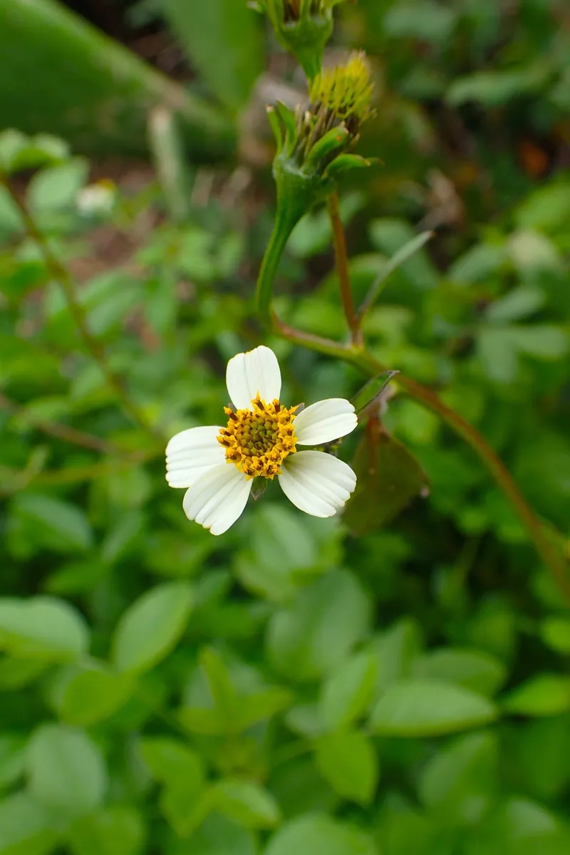 Sắc nét hoa xuyến chi đen trắng tối giản