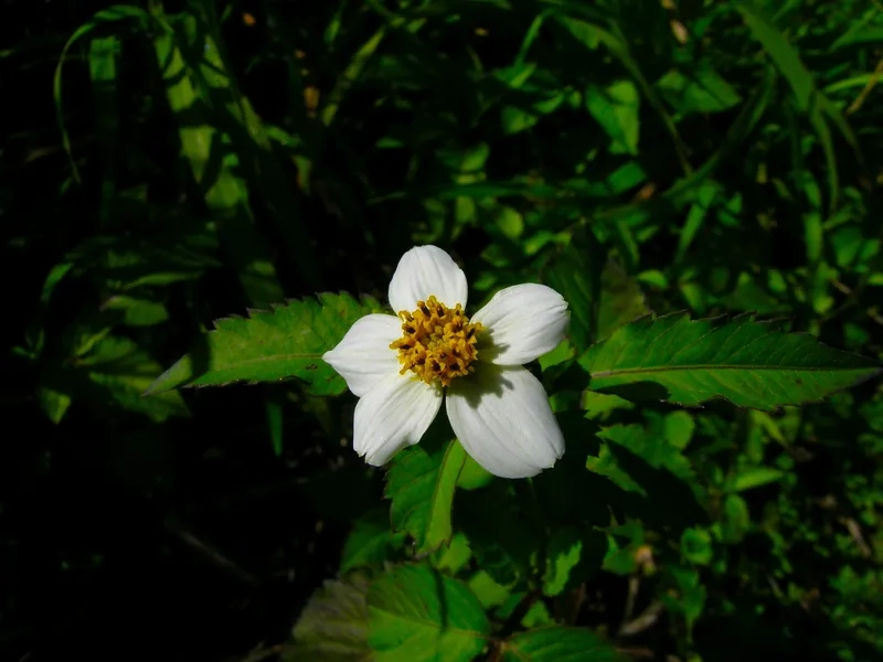 Vẻ đẹp hoa xuyến chi đơn giản tinh khôi