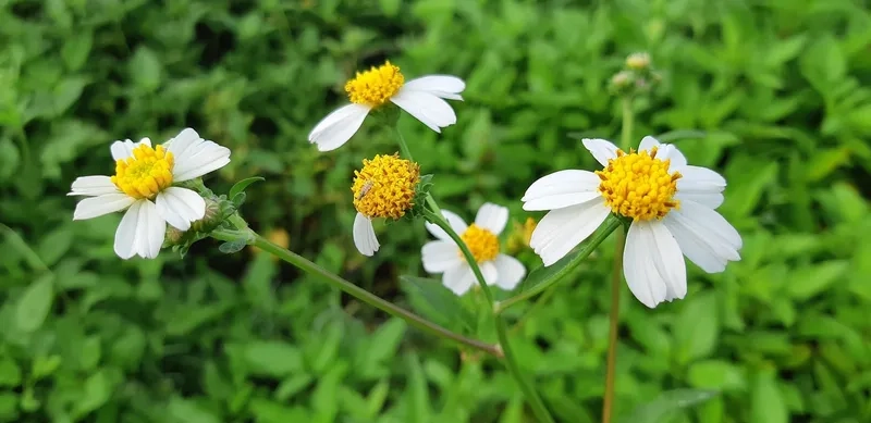 Sưu tầm ảnh hoa xuyến chi HD chất lượng cao