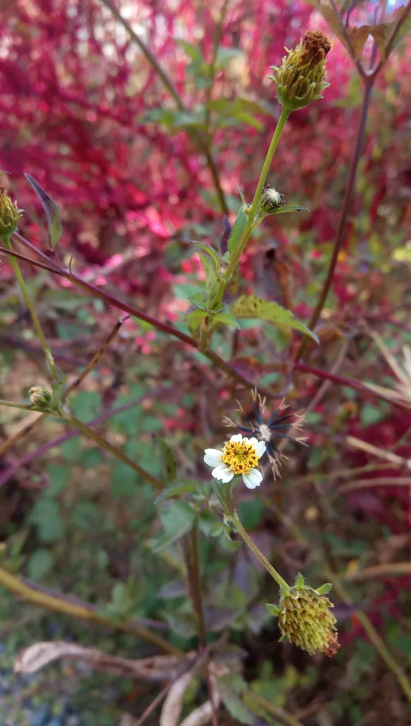 Hoa xuyến chi 4K siêu rõ nét làm nền