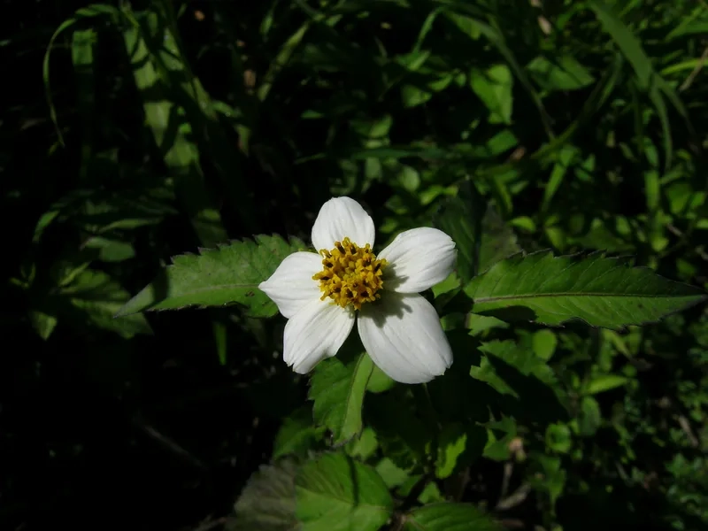 Hoa xuyến chi vẽ tay tinh tế nghệ thuật