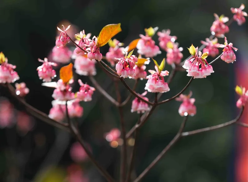 Sắc xuân cao nguyên rực rỡ cùng anh đào hoa chuông