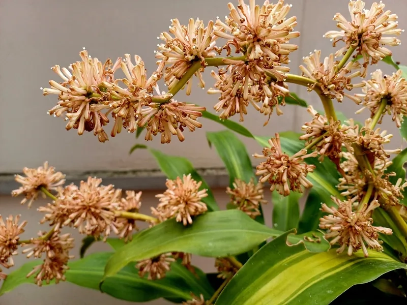 Hoa thiết mộc lan thanh lịch trang trí nhà sang trọng