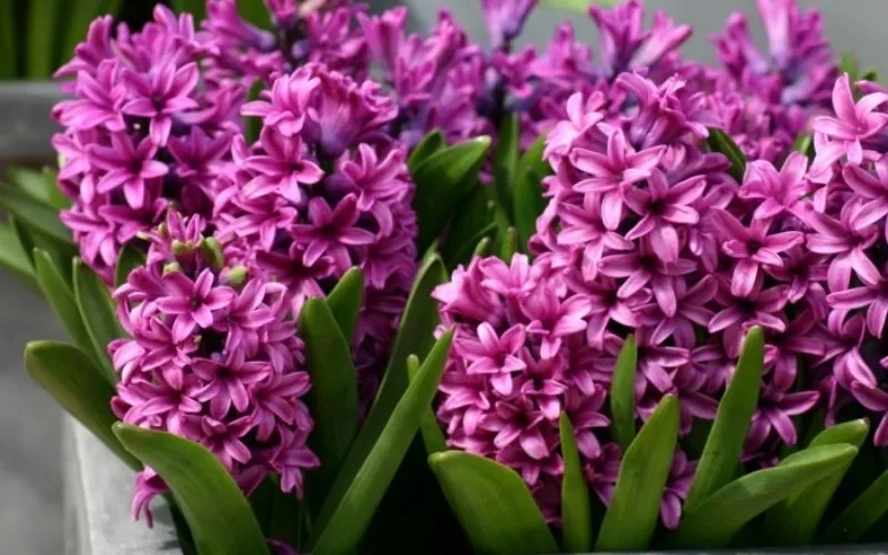 Đặc điểm hoa lan dạ hương nổi bật từ sắc đến dáng