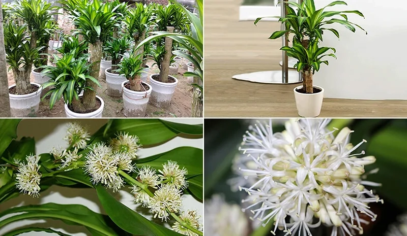 Không gian sáng bừng nhờ cây thiết mộc lan xanh mát