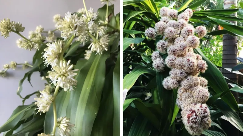 Bí quyết đơn giản khi chăm sóc cây thiết mộc lan