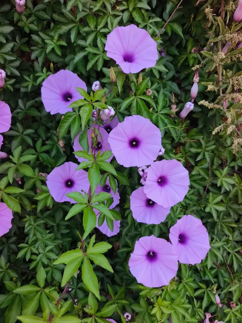 Hình dáng tự nhiên của cây bìm bìm leo giàn