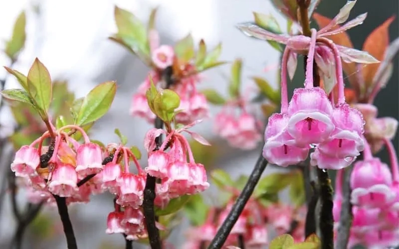 Khoảnh khắc Đà Lạt bừng sáng với anh đào chuông