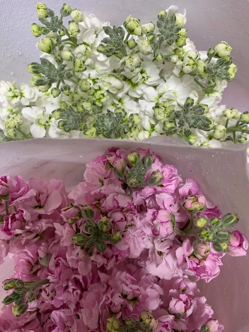 Bí quyết giúp cắm hoa phi yến tươi lâu hơn