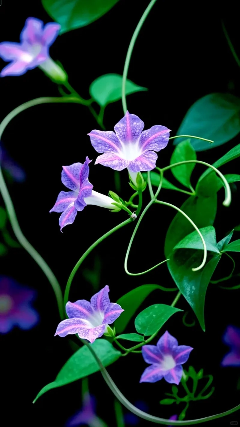 Sắc xanh mộc mạc của bìm bìm biếc ngoài vườn